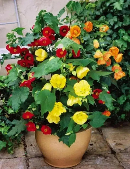 FLOWERING MAPLE seeds (Abutilon Belvue Mix) also called Parlor Maple  (Perennial) - Caribbean garden seed