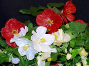 FLOWERING MAPLE seeds (Abutilon Belvue Mix) also called Parlor Maple  (Perennial) - Caribbean garden seed