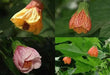 FLOWERING MAPLE seeds (Abutilon Belvue Mix) also called Parlor Maple  (Perennial) - Caribbean garden seed