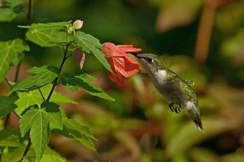 FLOWERING MAPLE seeds (Abutilon Belvue Mix) also called Parlor Maple  (Perennial) - Caribbean garden seed