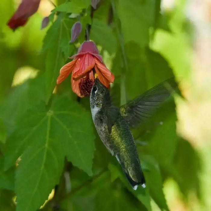 FLOWERING MAPLE seeds (Abutilon Belvue Mix) also called Parlor Maple  (Perennial) - Caribbean garden seed