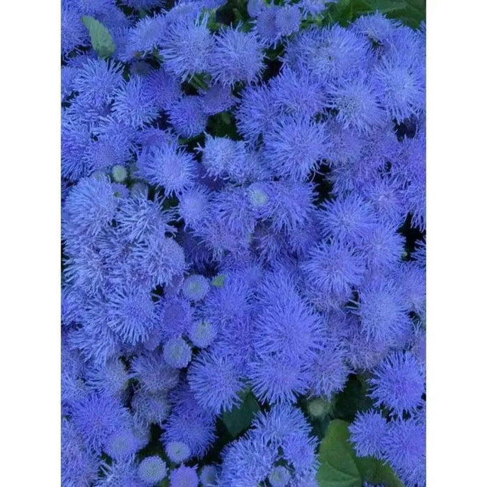 Flossflower Seeds,Garden Ageratum, Ageratum Mexicanum Blue Mink, Blueweed ! - Caribbean garden seed
