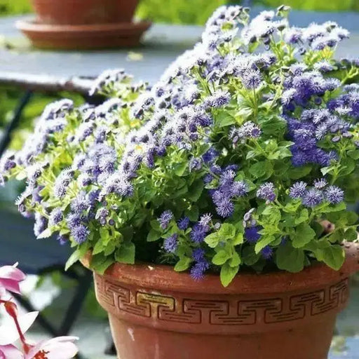 Flossflower Seeds,Garden Ageratum, Ageratum Mexicanum Blue Mink, Blueweed ! - Caribbean garden seed