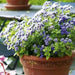 Flossflower Seeds,Garden Ageratum, Ageratum Mexicanum Blue Mink, Blueweed ! - Caribbean garden seed