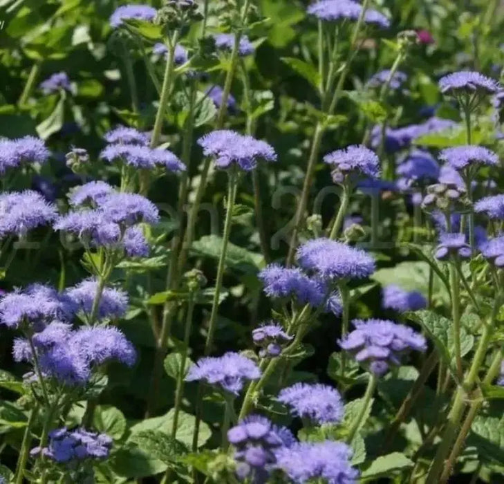 Flossflower Seeds,Garden Ageratum, Ageratum Mexicanum Blue Mink, Blueweed ! - Caribbean garden seed