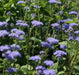 Flossflower Seeds,Garden Ageratum, Ageratum Mexicanum Blue Mink, Blueweed ! - Caribbean garden seed