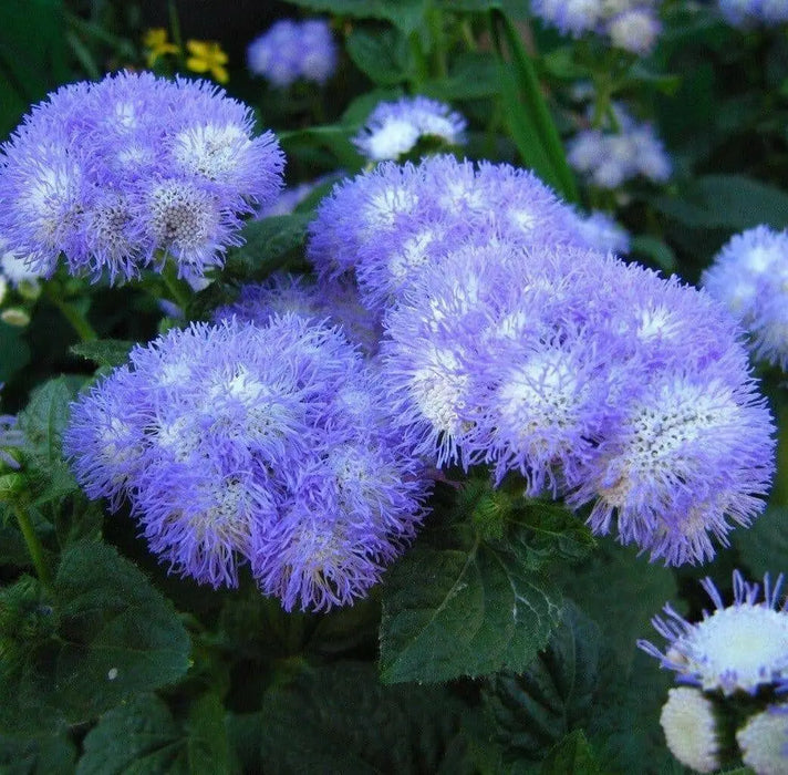 Flossflower Seeds,Garden Ageratum, Ageratum Mexicanum Blue Mink, Blueweed ! - Caribbean garden seed