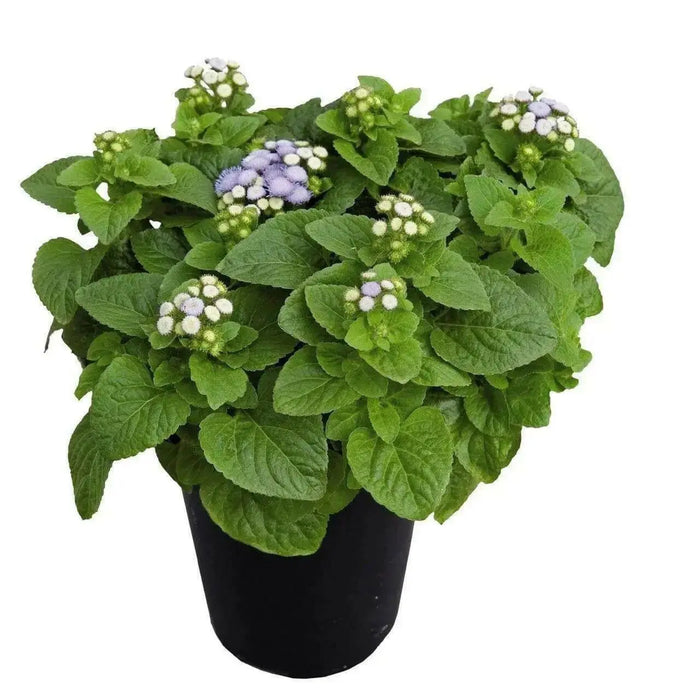 Flossflower Seeds,Garden Ageratum, Ageratum Mexicanum Blue Mink, Blueweed ! - Caribbean garden seed