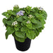 Flossflower Seeds,Garden Ageratum, Ageratum Mexicanum Blue Mink, Blueweed ! - Caribbean garden seed