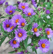 Flowers Seeds ,New England Aster - Caribbean garden seed
