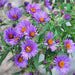 Flowers Seeds ,New England Aster - Caribbean garden seed