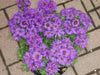 Flowers Seeds ,New England Aster - Caribbean garden seed