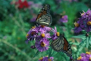 Flowers Seeds ,New England Aster - Caribbean garden seed
