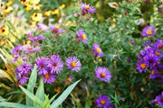 Flowers Seeds ,New England Aster - Caribbean garden seed