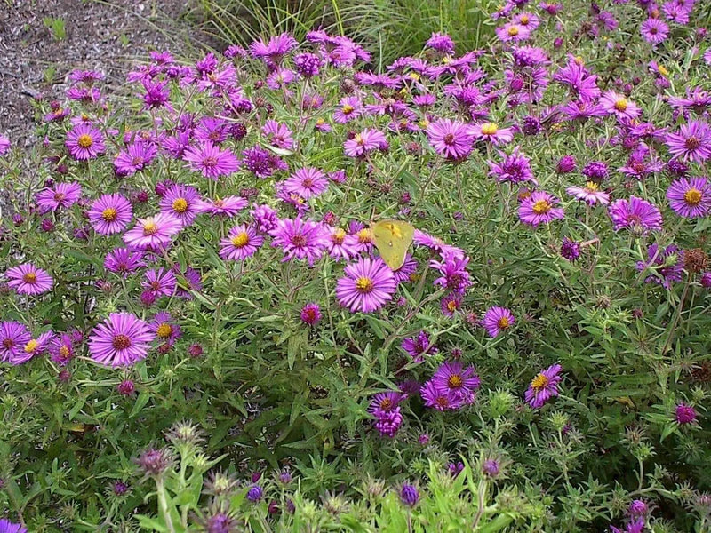 Flowers Seeds ,New England Aster - Caribbean garden seed