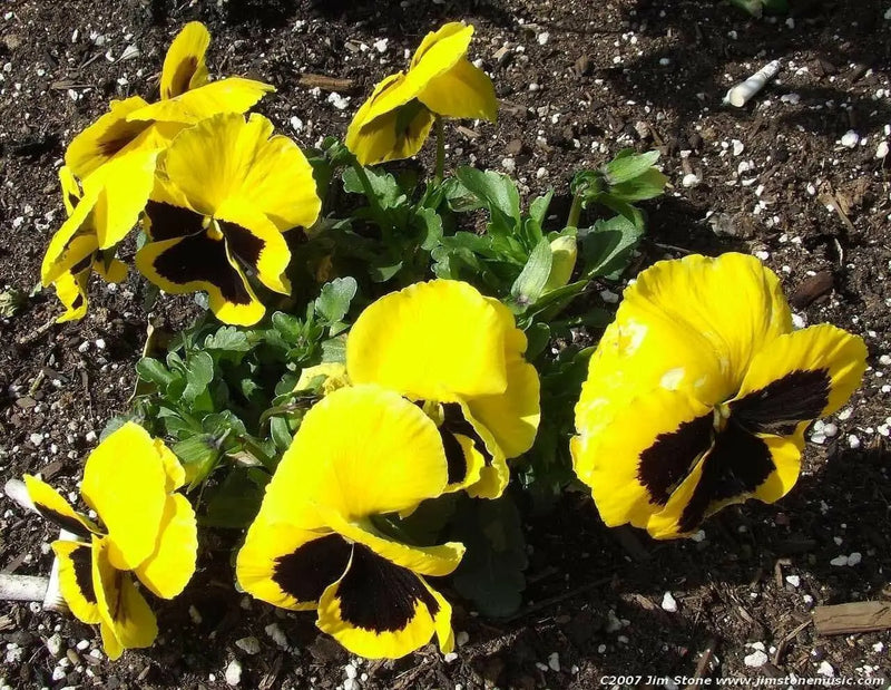 Flowers Seeds, Johnny Jump Up, Viola Yellow - Caribbean garden seed