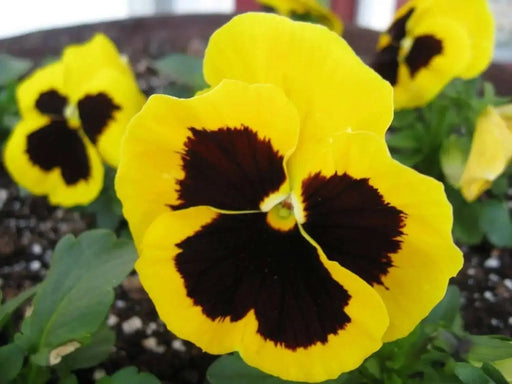 Flowers Seeds, Johnny Jump Up, Viola Yellow - Caribbean garden seed
