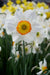 Flower Record  Daffodil Bulb , excellent for naturalizing - Caribbean garden seed