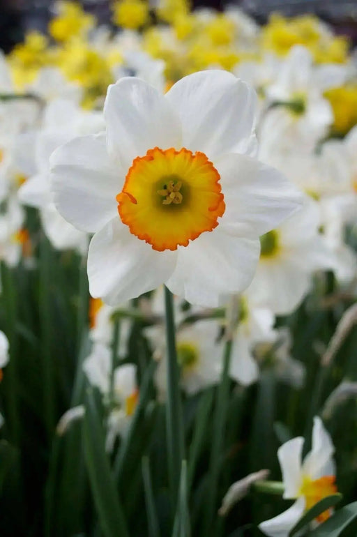 Flower Record  Daffodil Bulb , excellent for naturalizing - Caribbean garden seed