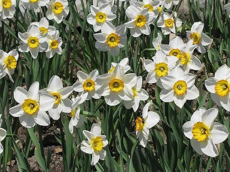 Flower Record  Daffodil Bulb , excellent for naturalizing - Caribbean garden seed