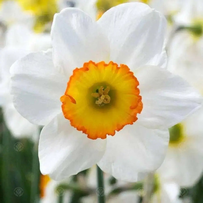 Flower Record  Daffodil Bulb , excellent for naturalizing - Caribbean garden seed