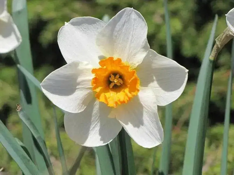 Flower Record  Daffodil Bulb , excellent for naturalizing - Caribbean garden seed