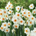 Flower Record  Daffodil Bulb , excellent for naturalizing - Caribbean garden seed