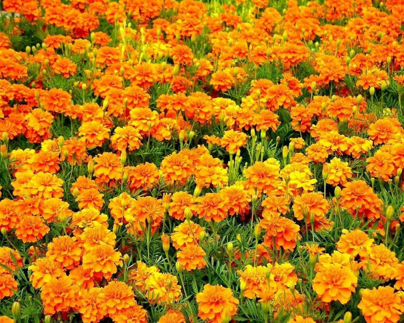 French Marigold SEEDS Tagetes patula ('Sparky Mix')  Wildflower - Caribbean garden seed