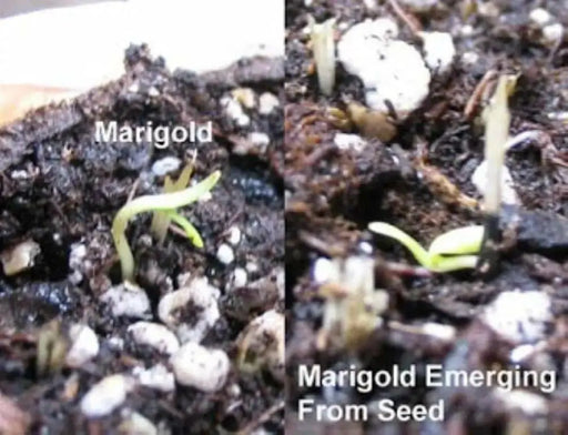 French Marigold SEEDS Tagetes patula ('Sparky Mix')  Wildflower - Caribbean garden seed