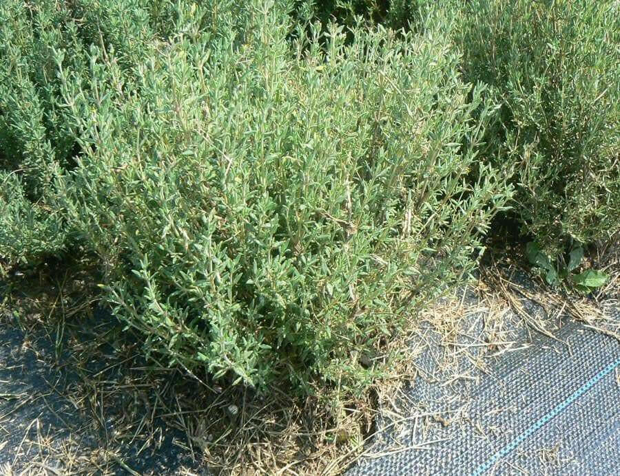 French Thyme Seeds -, Organic Perennial Herb - Caribbean garden seed