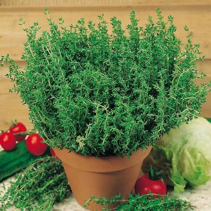 French Thyme Seeds -, Organic Perennial Herb - Caribbean garden seed