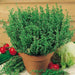French Thyme Seeds -, Organic Perennial Herb - Caribbean garden seed