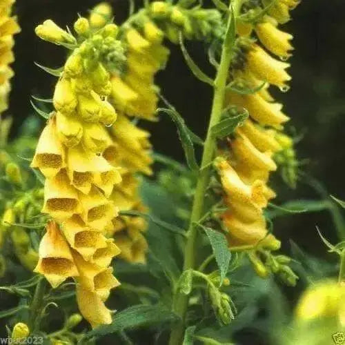 Foxglove Seeds- Yellow- 200 Seeds this is the true perennial species,Digitalis.