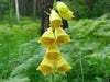 Foxglove Seeds- Yellow- 200 Seeds this is the true perennial species,Digitalis.