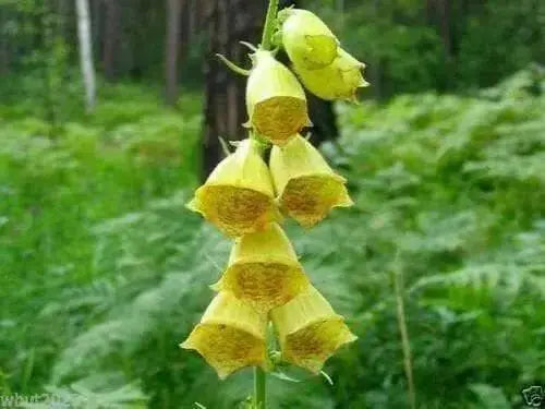Foxglove Seeds- Yellow- 200 Seeds this is the true perennial species,Digitalis.