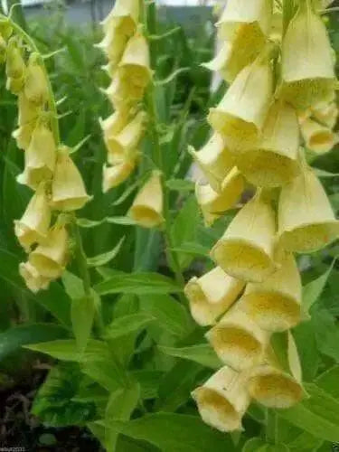 Foxglove Seeds- Yellow- 200 Seeds this is the true perennial species,Digitalis.