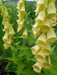 Foxglove Seeds- Yellow- 200 Seeds this is the true perennial species,Digitalis.