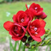 Freesia Bulbs-Double Red (Fragrant)  Excellent cut flowers - Caribbean garden seed