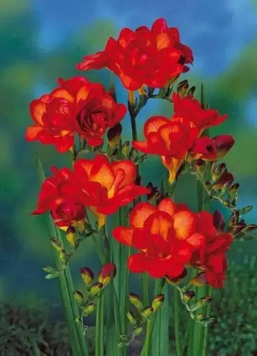 Freesia Bulbs-Double Red (Fragrant)  Excellent cut flowers - Caribbean garden seed