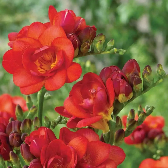 Freesia Bulbs-Double Red (Fragrant)  Excellent cut flowers - Caribbean garden seed