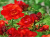 Freesia Bulbs-Double Red (Fragrant)  Excellent cut flowers - Caribbean garden seed