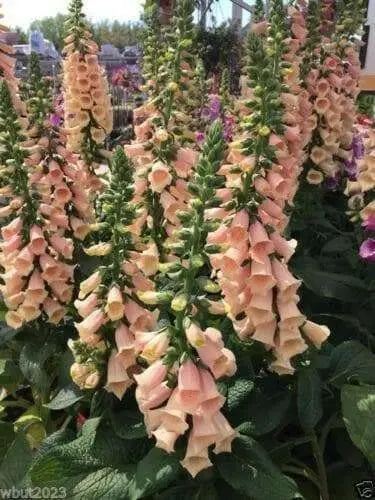 Foxglove Seed,Digitalis 'Dalmatian Dazzling color , partly shaded garden - Caribbean garden seed