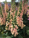 Foxglove Seed,Digitalis 'Dalmatian Dazzling color , partly shaded garden - Caribbean garden seed