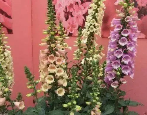 Foxglove Seed,Digitalis 'Dalmatian Dazzling color , partly shaded garden - Caribbean garden seed