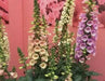 Foxglove Seed,Digitalis 'Dalmatian Dazzling color , partly shaded garden - Caribbean garden seed