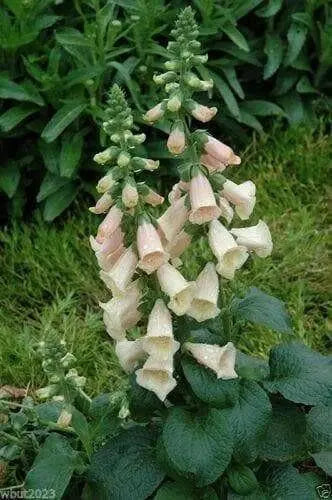 Foxglove Seed,Digitalis 'Dalmatian Dazzling color , partly shaded garden - Caribbean garden seed