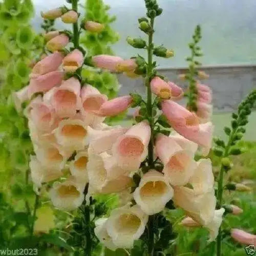 Foxglove Seed,Digitalis 'Dalmatian Dazzling color , partly shaded garden - Caribbean garden seed