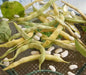 FRENCH Haricot Tarbais, POLE Bean Seeds - - Caribbean garden seed