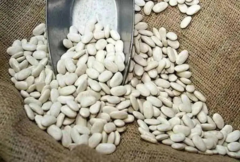 FRENCH Haricot Tarbais, POLE Bean Seeds - - Caribbean garden seed