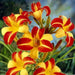 Frans Hals, Daylily, BAREROOT PERENNIAL - Caribbean garden seed